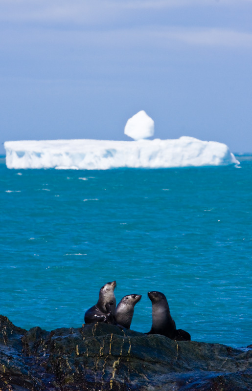 Antarctic Fur Seals And Iceberg